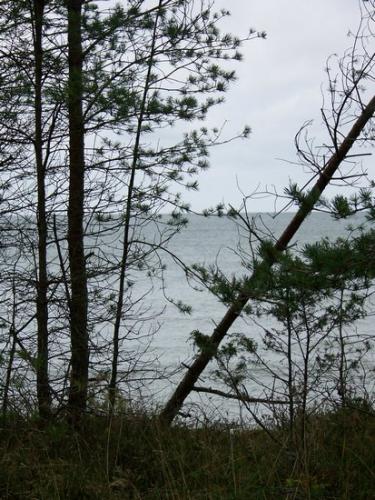 Strandvegetation der Rigaer Bucht (100_0785.JPG) wird geladen. Eindrucksvolle Fotos aus Lettland erwarten Sie.